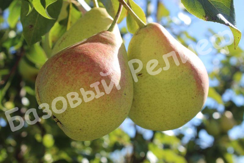 Груша Подарок Кубани