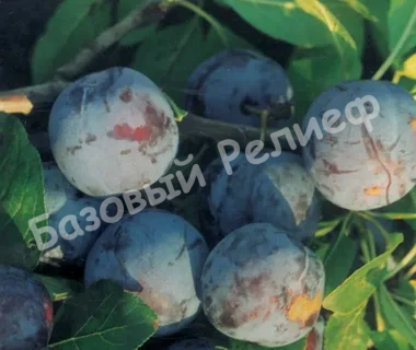 Слива Кубанская ранняя