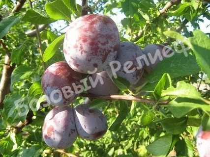 Слива Кубанская ранняя