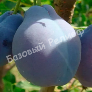 Слива Кубанская ранняя