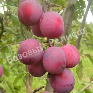 Слива Эдинбургская