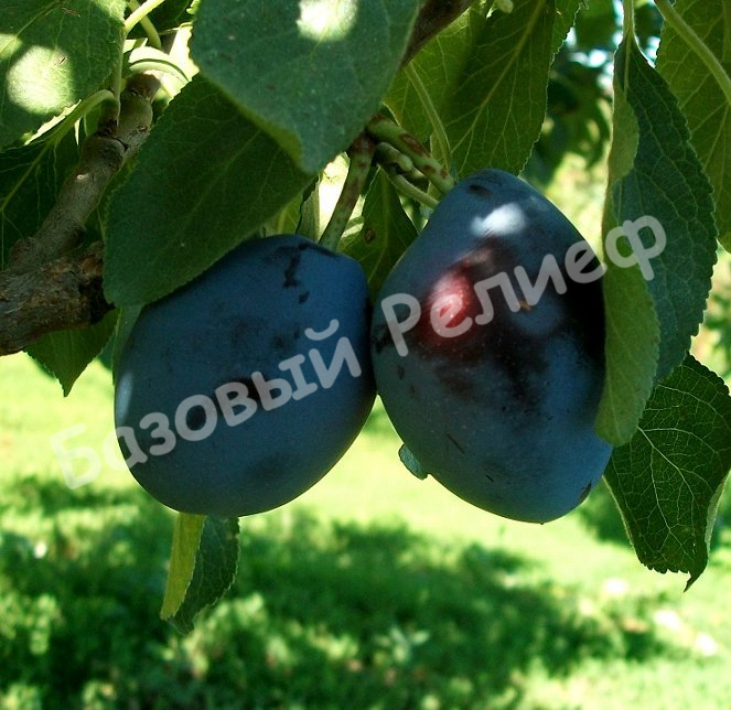 Слива Венгерка кавказская