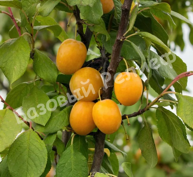 Слива Золотистая ранняя