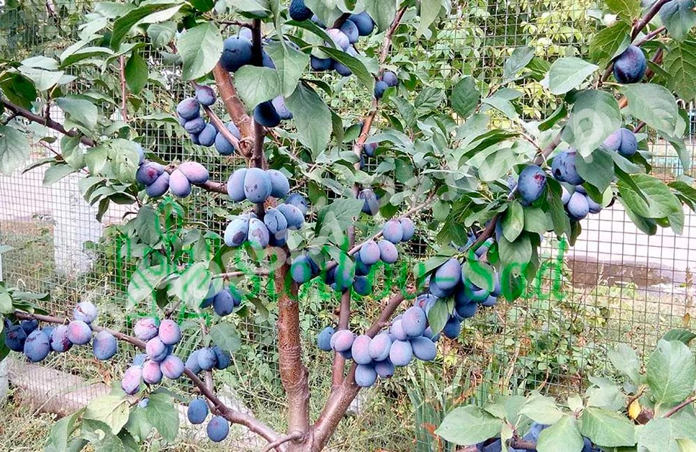 Слива Елена