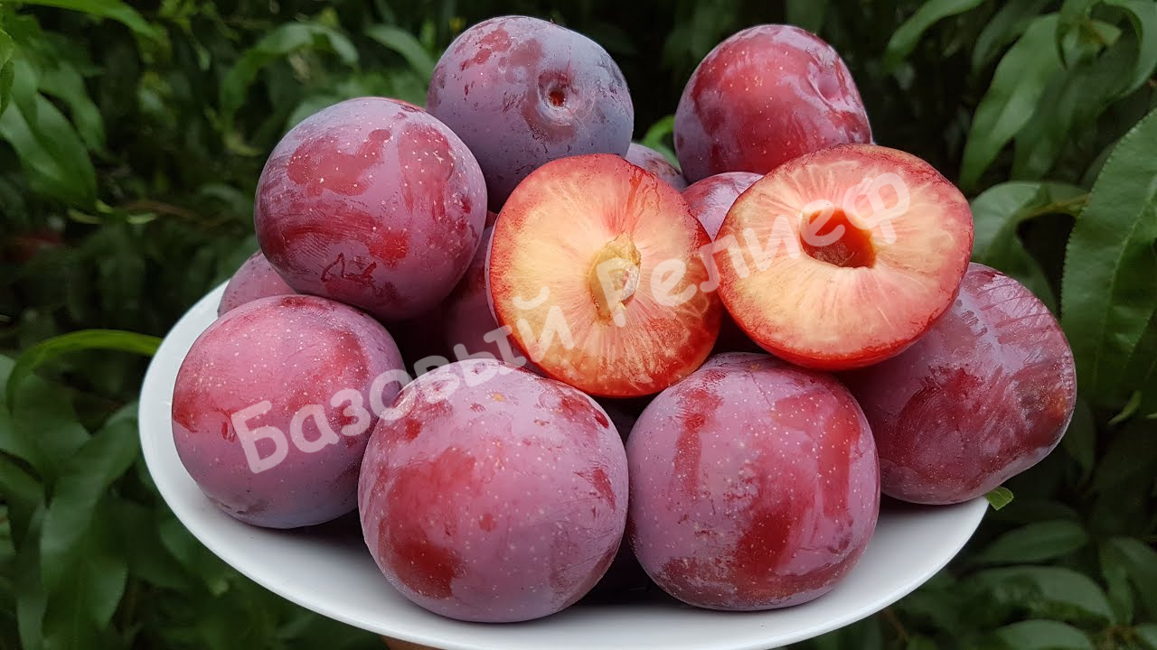 Слива Троицкая
