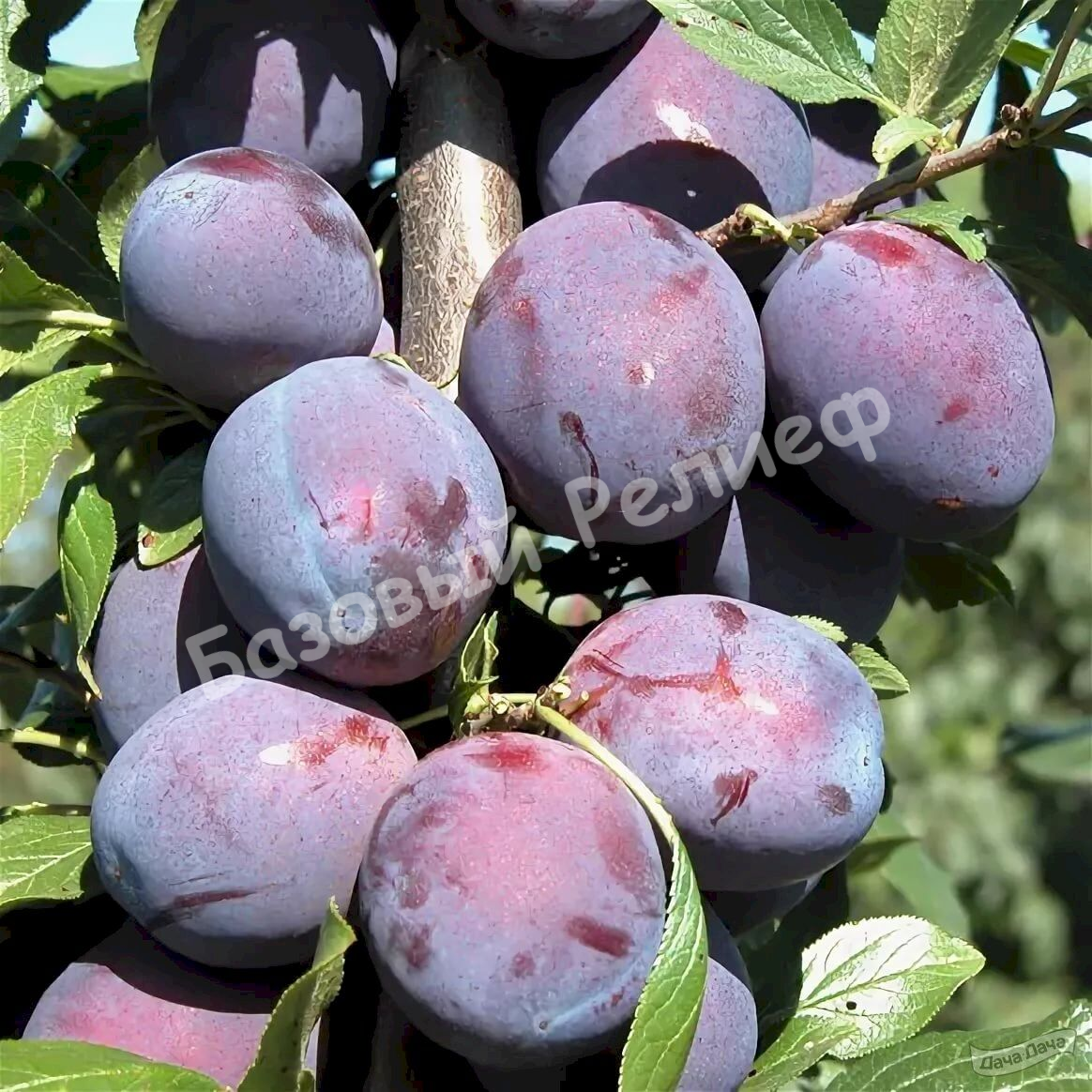 Слива Поздняя саратовская