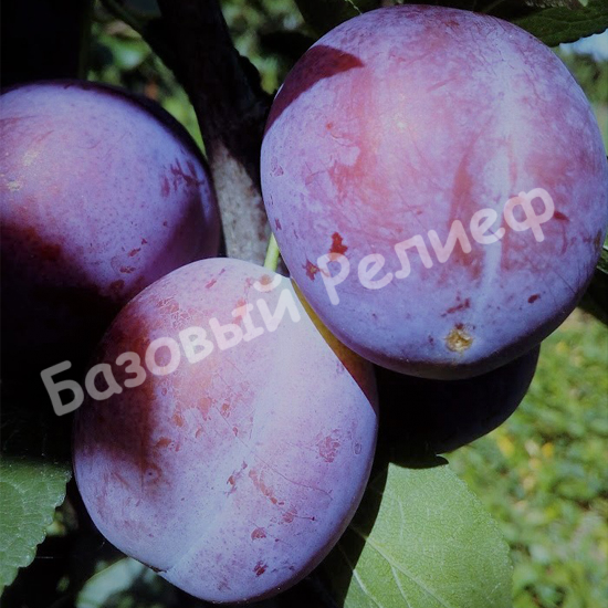 Слива Венгерка Вангенгейма