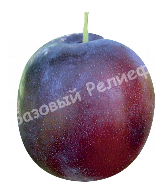 Слива Ода