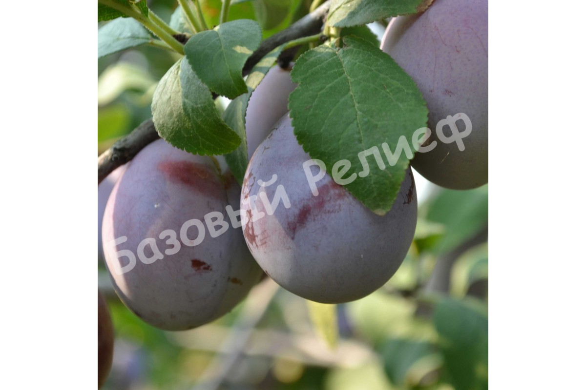 Слива Андреевская