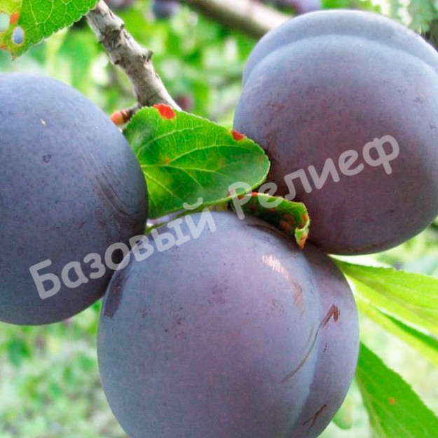 Слива Волжанка