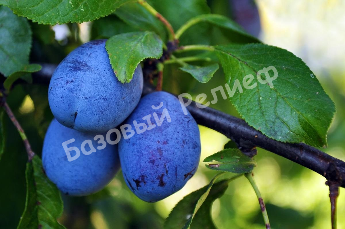 Слива Великая синяя