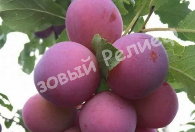 Слива Жигули