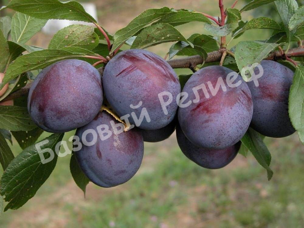 Слива Жигули