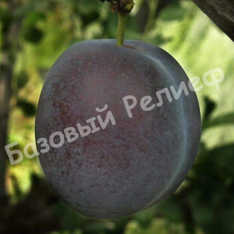 Слива Жигули