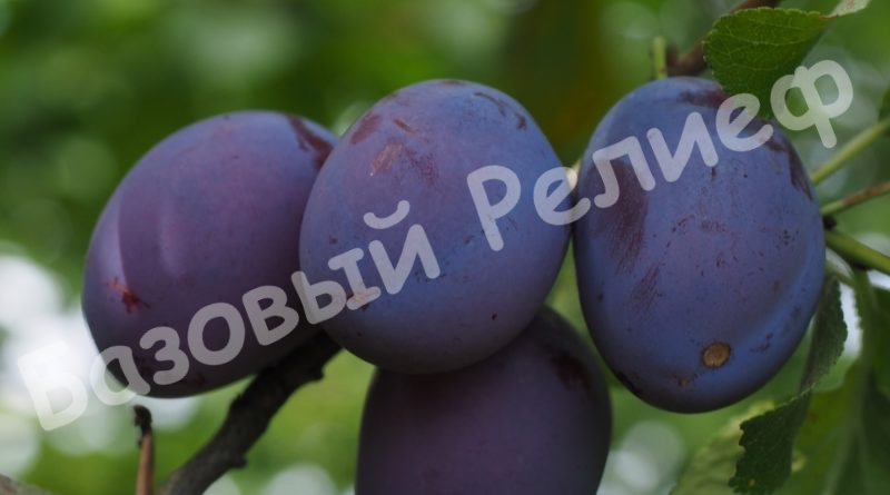 Слива Витебская поздняя