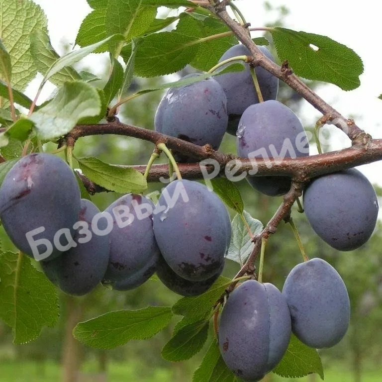 Слива Витебская поздняя