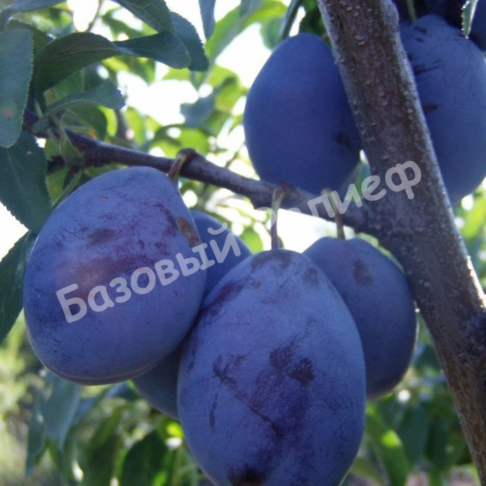 Слива Донецкая консервная