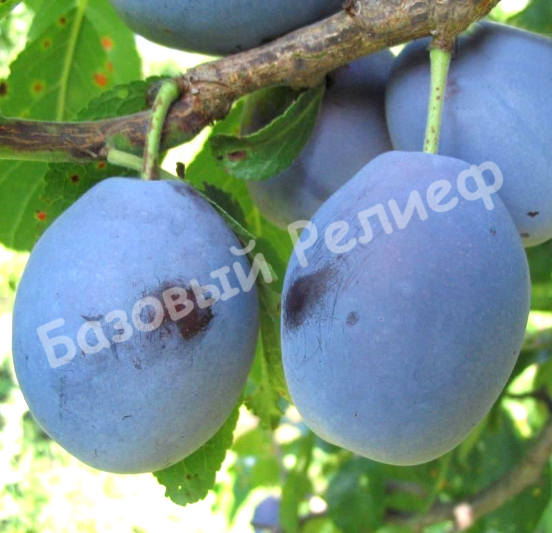 Слива Донецкая консервная