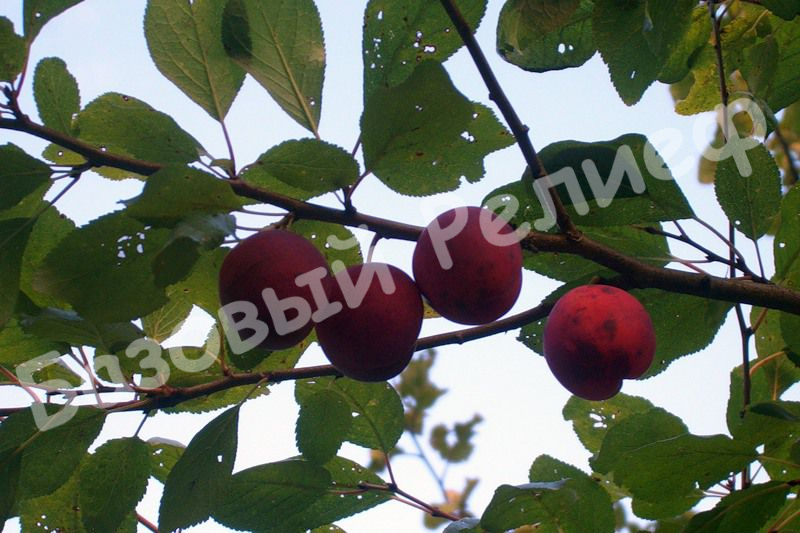Слива Венгерка Пулковская