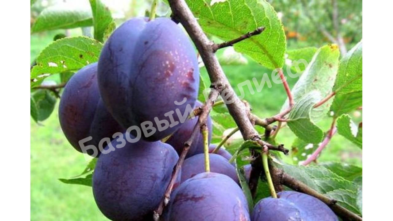 Слива Венгерка Пулковская