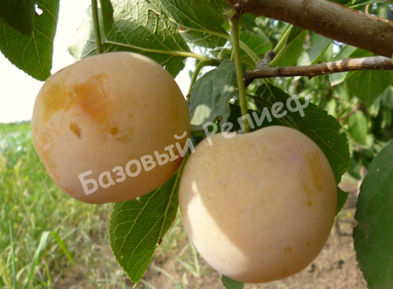Слива Ренклод желтый