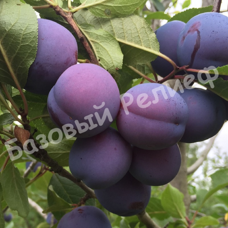 Слива Венгерка кубанская