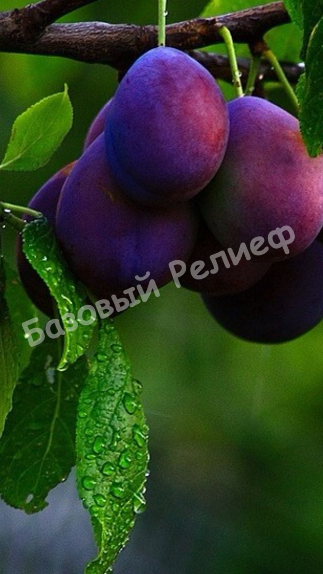 Слива Космическая