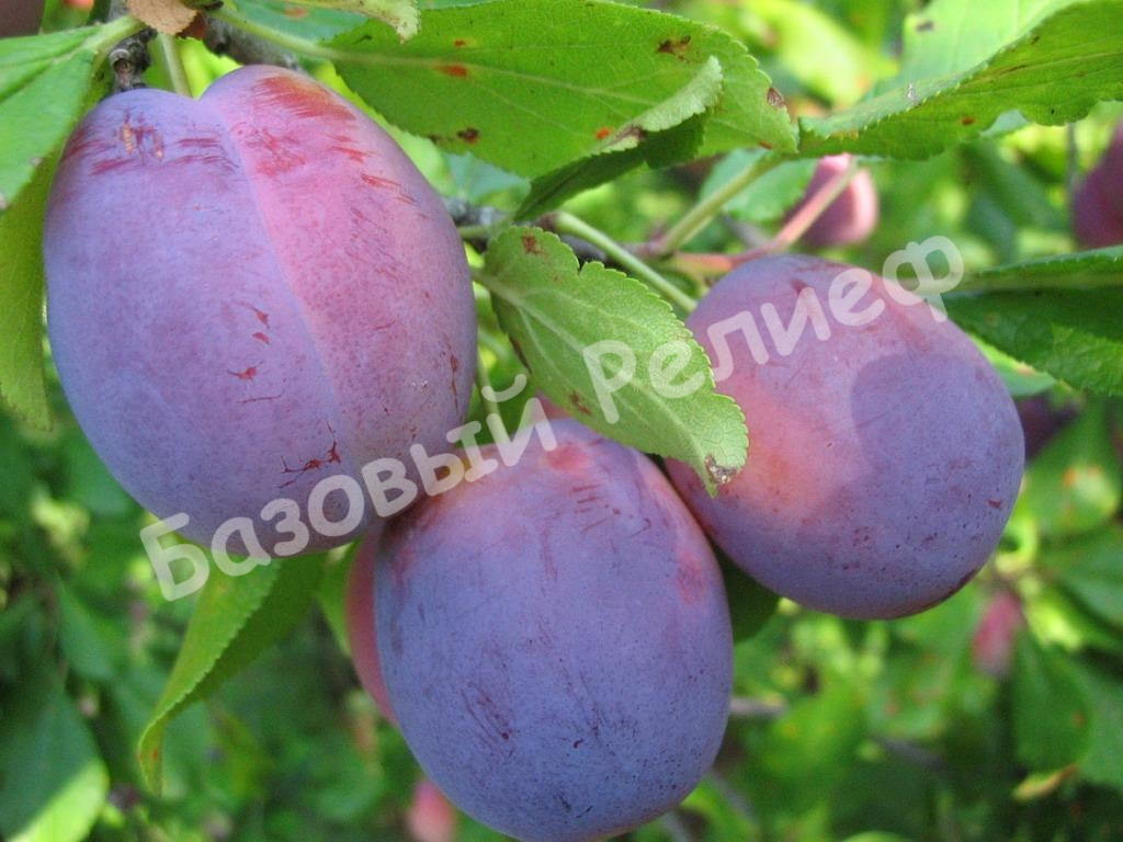 Слива Гвардейская