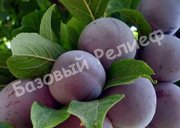 Слива Ренклод Щербинский