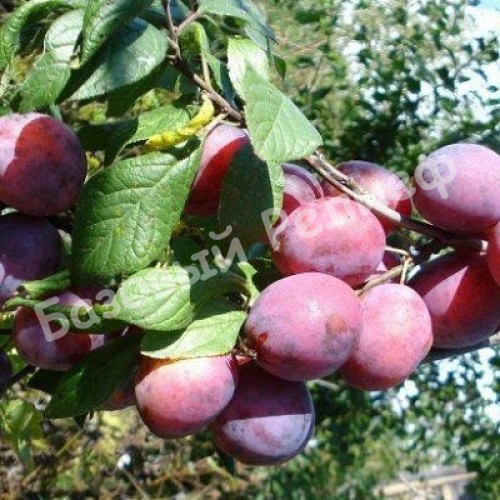 Слива Кооперативная