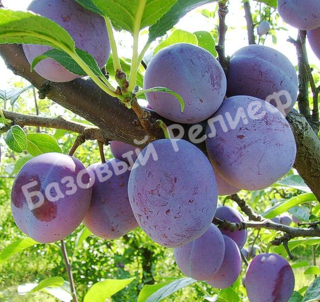 Слива Краснодарская