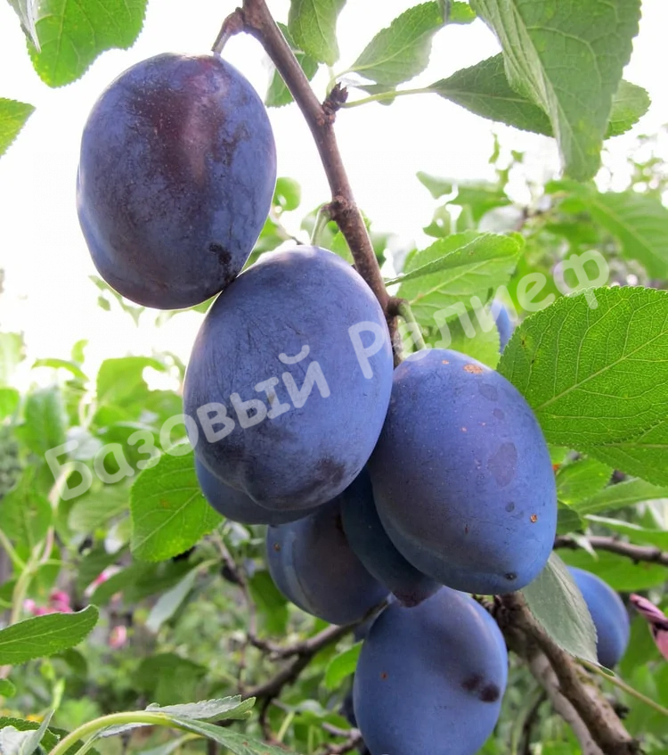 Слива Венгерка донецкая ранняя