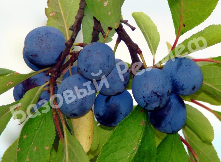 Слива Городищенская синяя