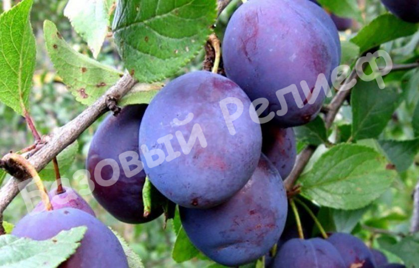 Слива Венгерка воронежская
