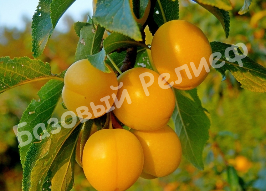 Слива Татарская желтая