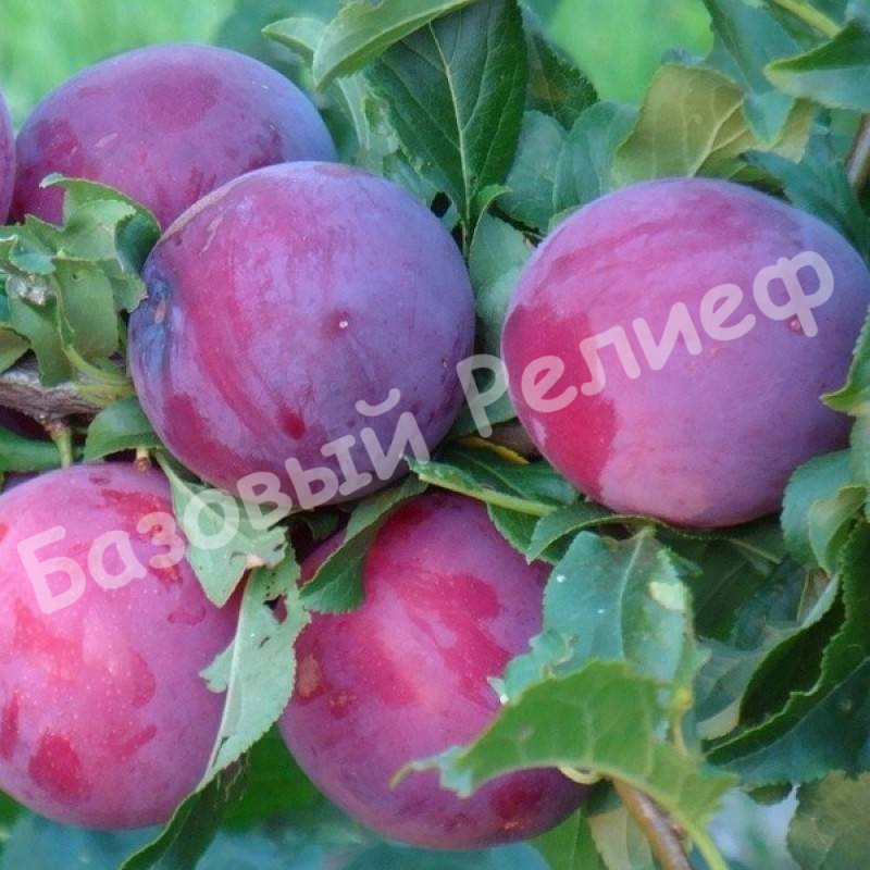 Слива Подарок фестивалю
