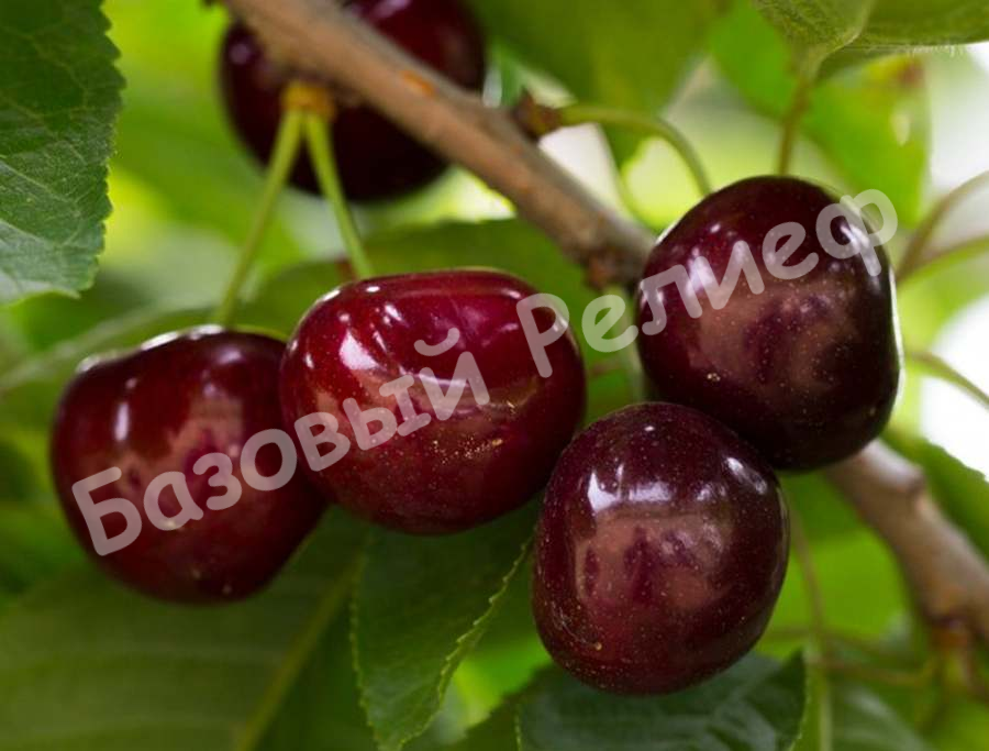 Вишня Ливенская