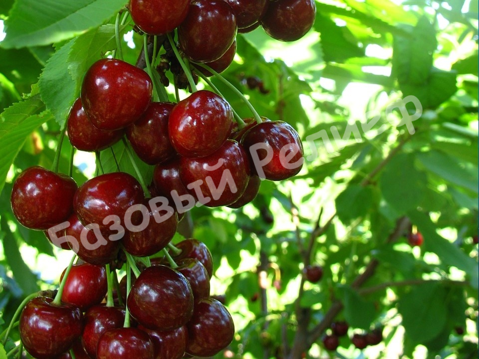 Вишня Память Сахарова