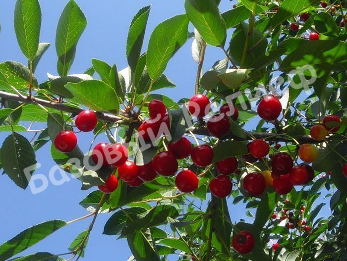 Вишня Шакировская