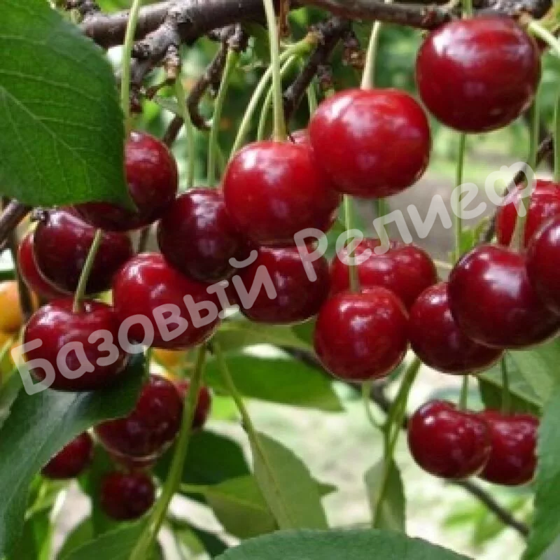 Вишня Севастьяновская