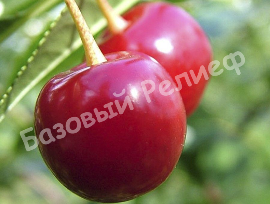 Вишня Журавка