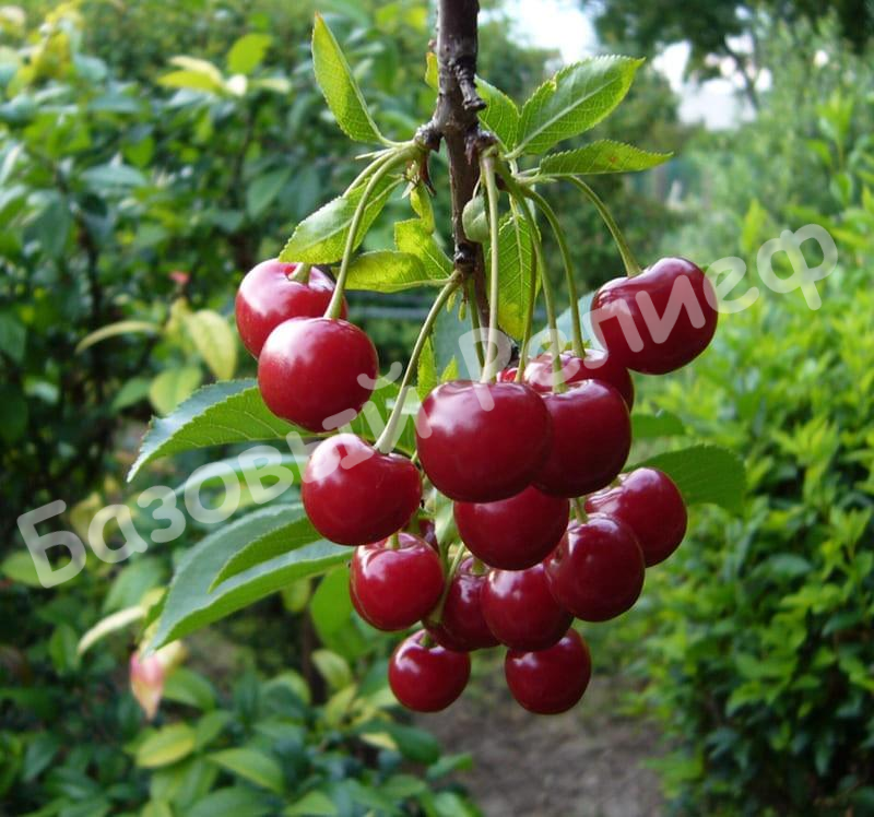 Вишня Рязаночка