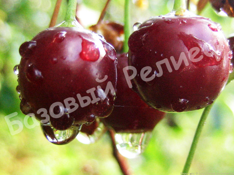 Вишня Рязаночка