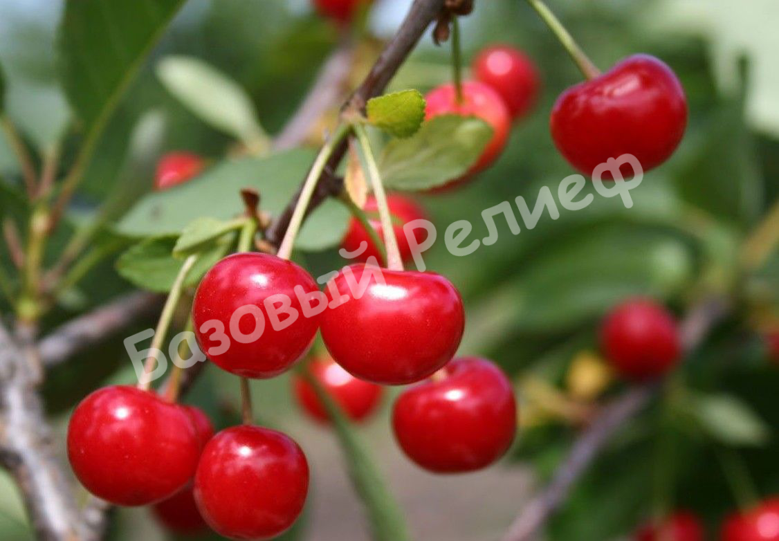 Вишня Расторгуевская