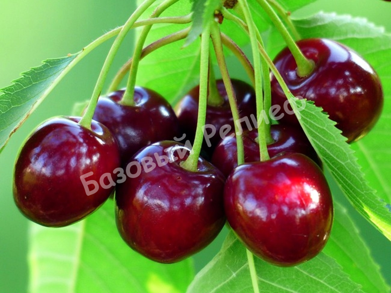 Вишня Приметная