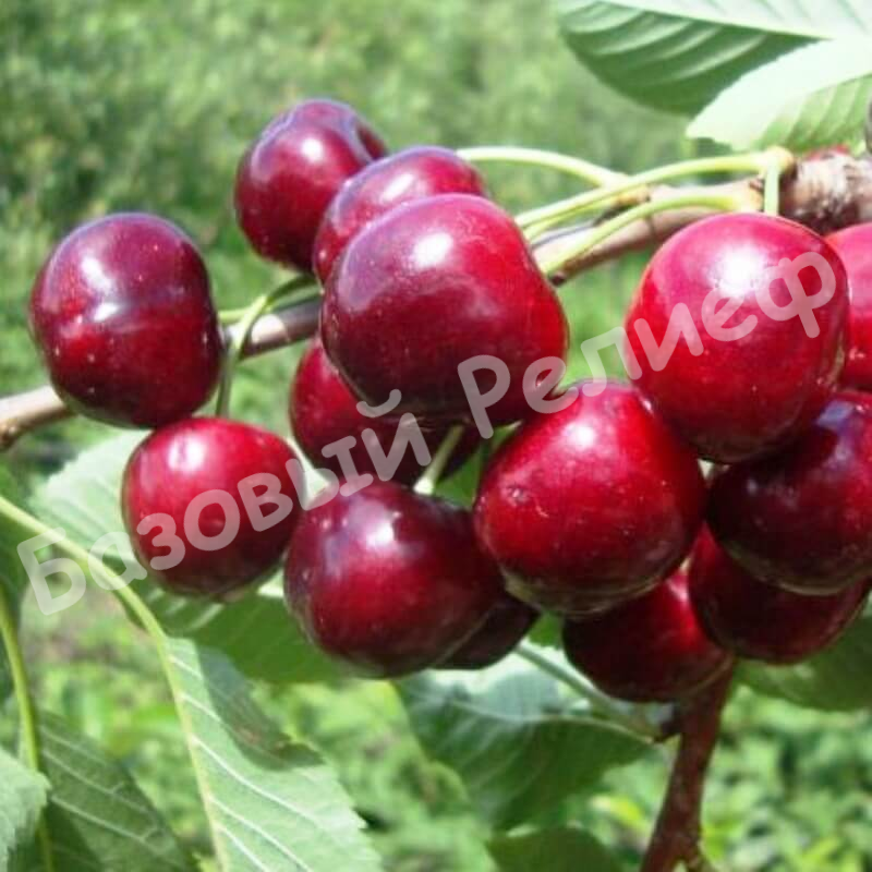 Вишня Коротконожка