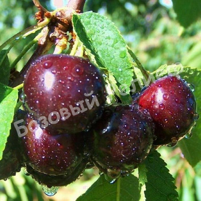 Вишня Коротконожка