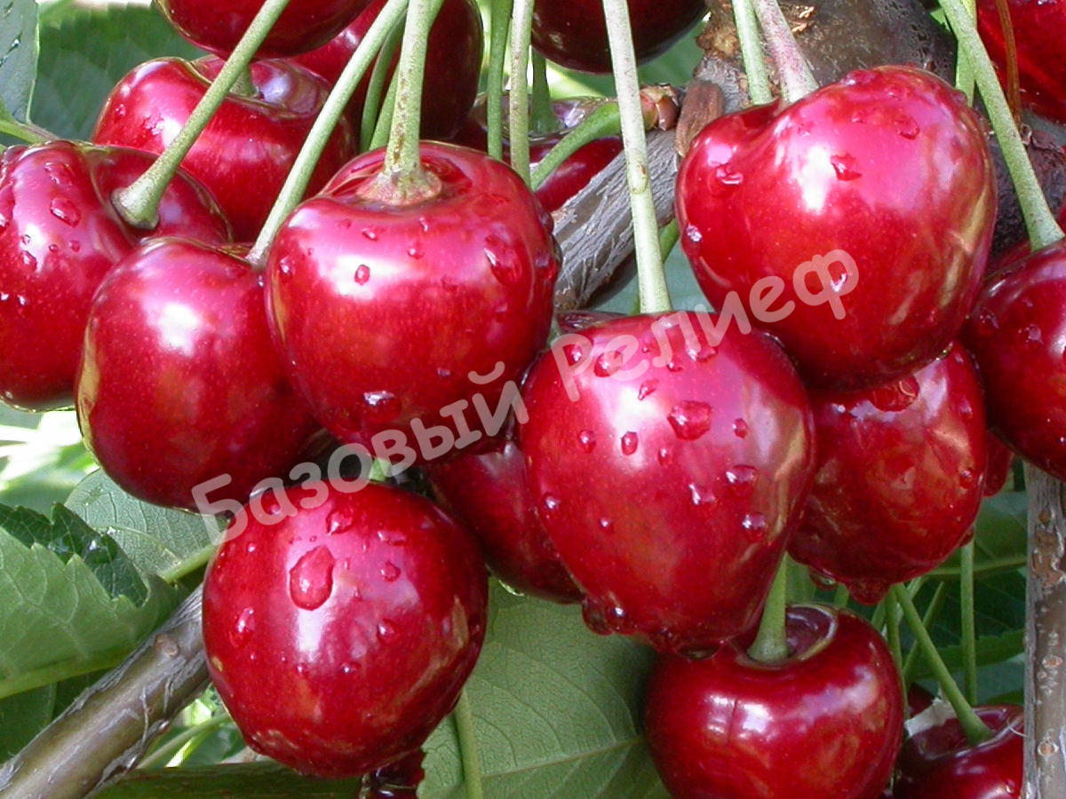 Вишня Коротконожка