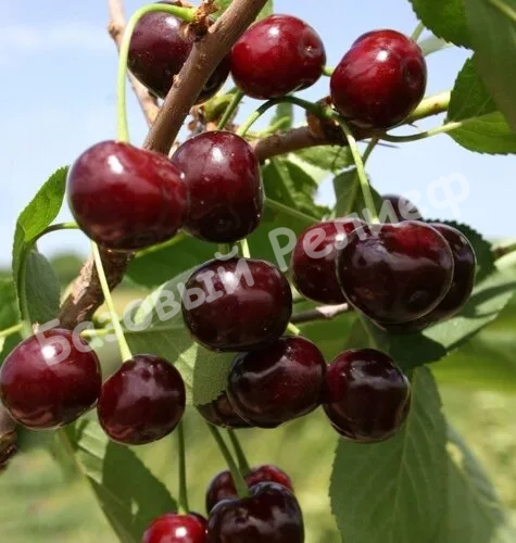 Вишня Тверитиновская