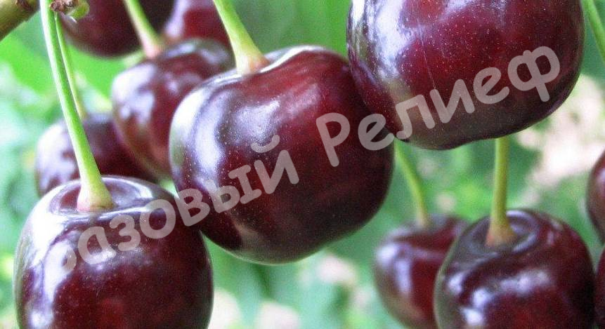 Вишня Тверитиновская